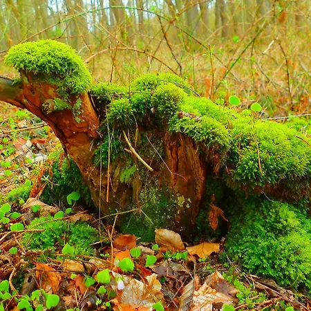 Strandburg 3* プレロー